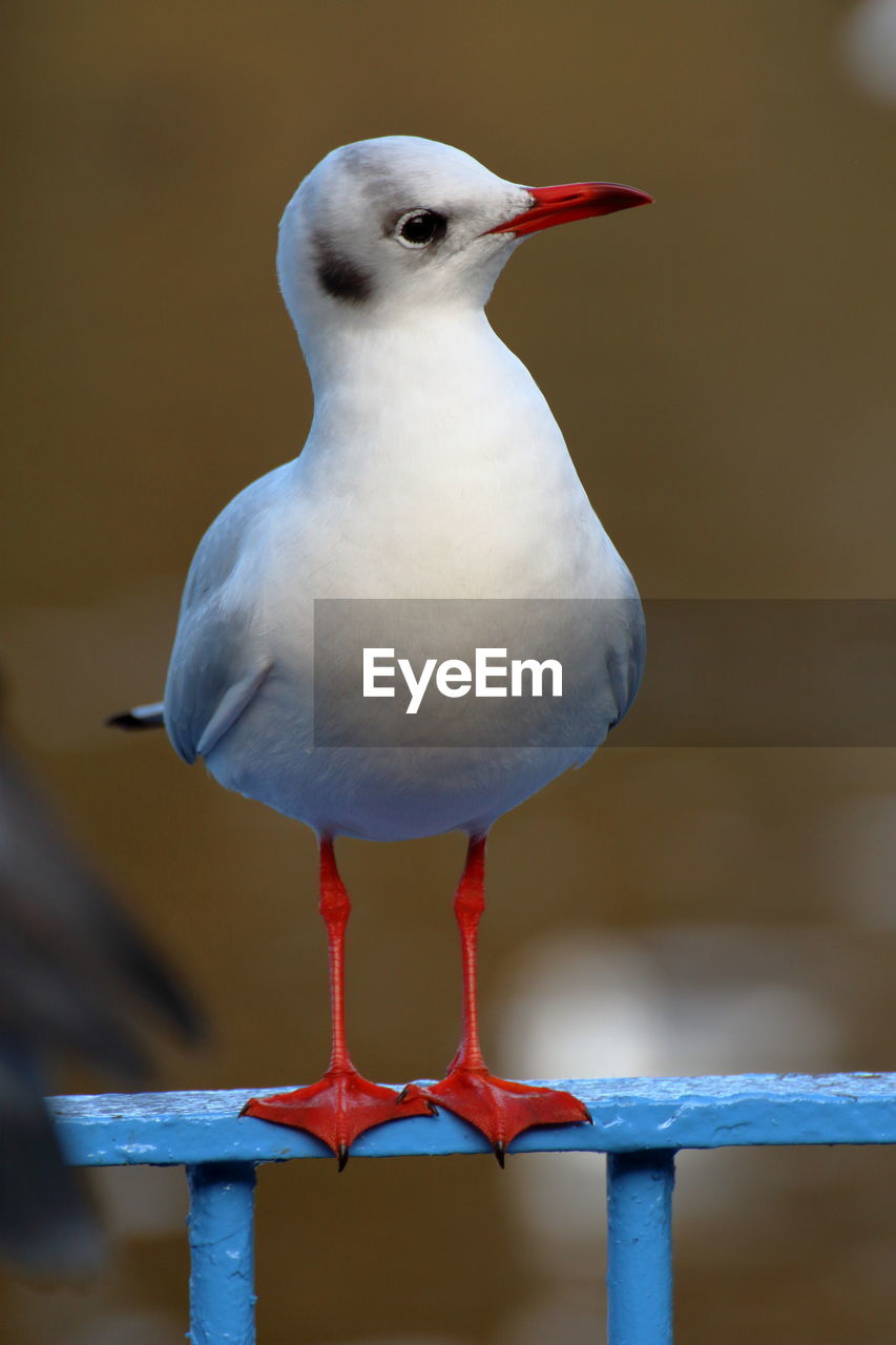 Close-up of seagull perching on railing