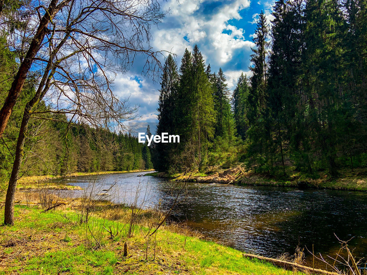 Scenic view of lake amidst trees in forest against sky