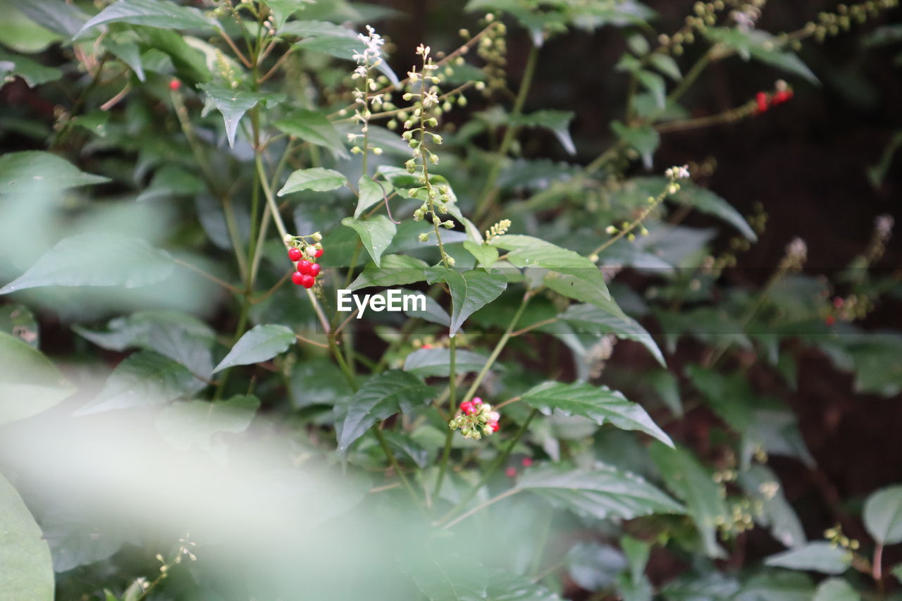 CLOSE-UP OF RED FLOWER PLANT