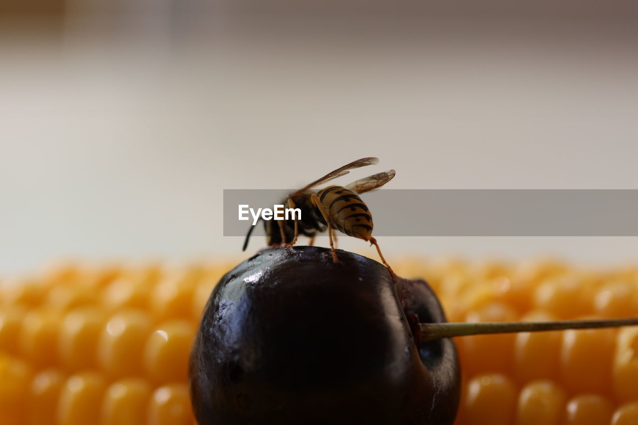 Close-up of wasp on fruit by sweetcorn