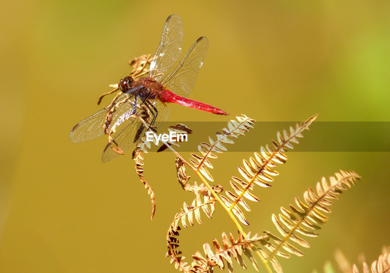 Close-up of dragonfly on plant