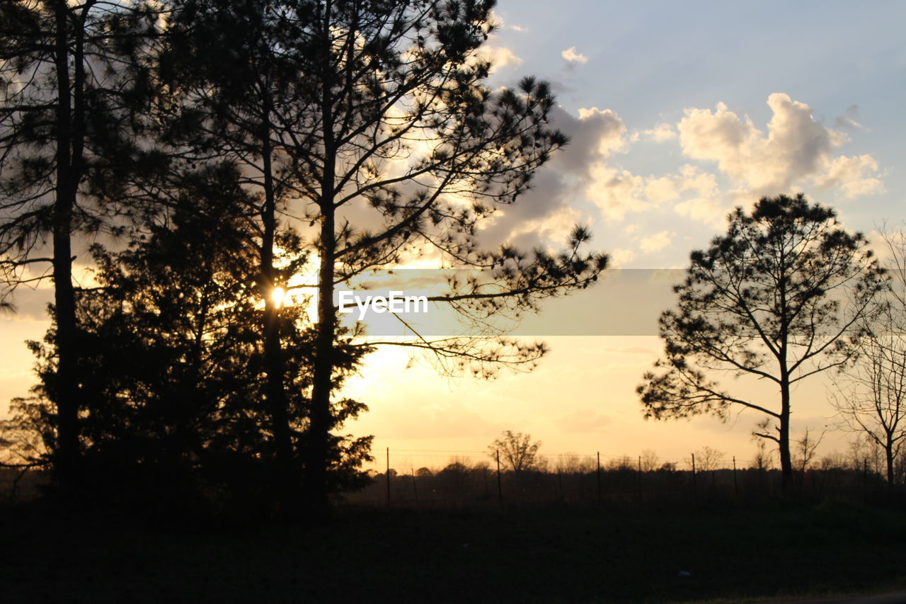 SILHOUETTE TREES IN FOREST DURING SUNSET