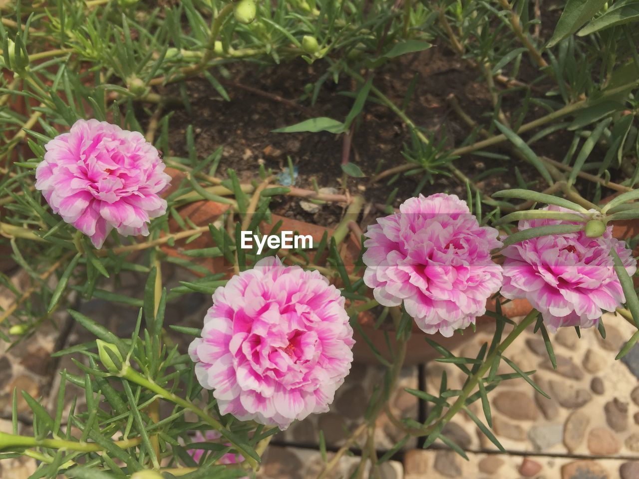 PINK FLOWERS BLOOMING IN PARK