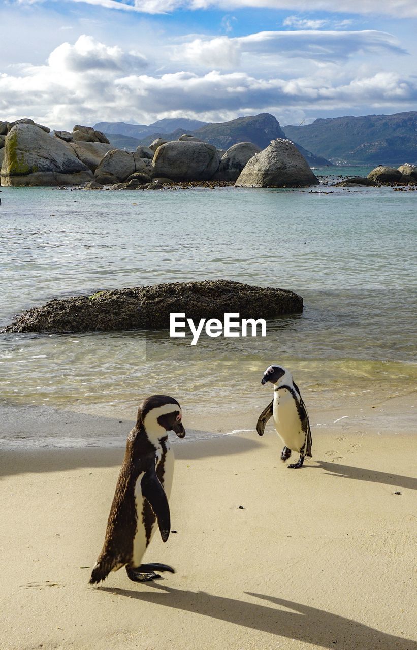 Penguins sitting at beach against sky