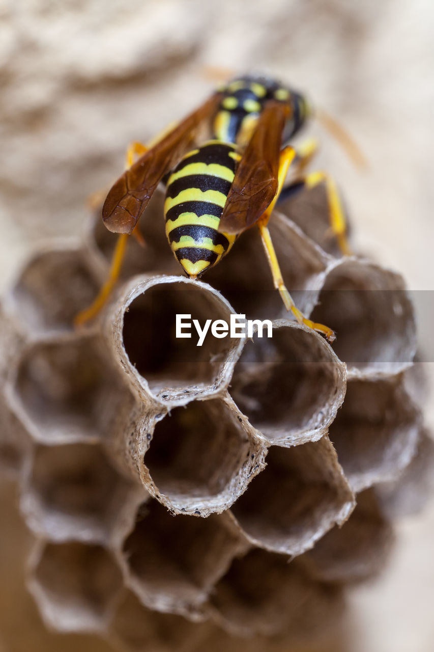 Female paper wasp building her nest