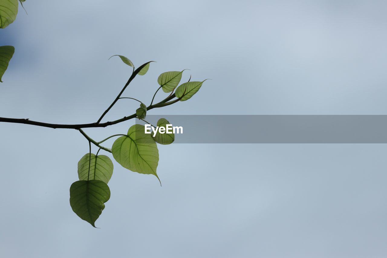 Low angle view of plant against clear sky