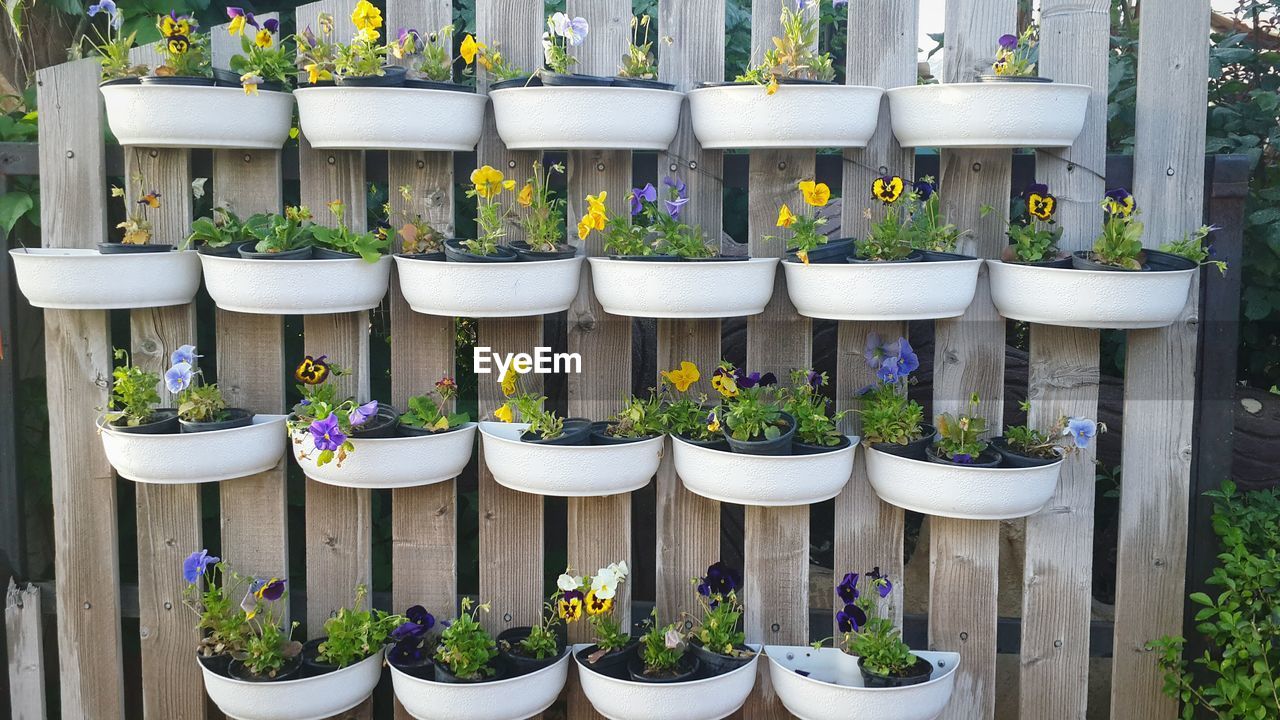 Potted flowering plants hanging on wooden planks in garden