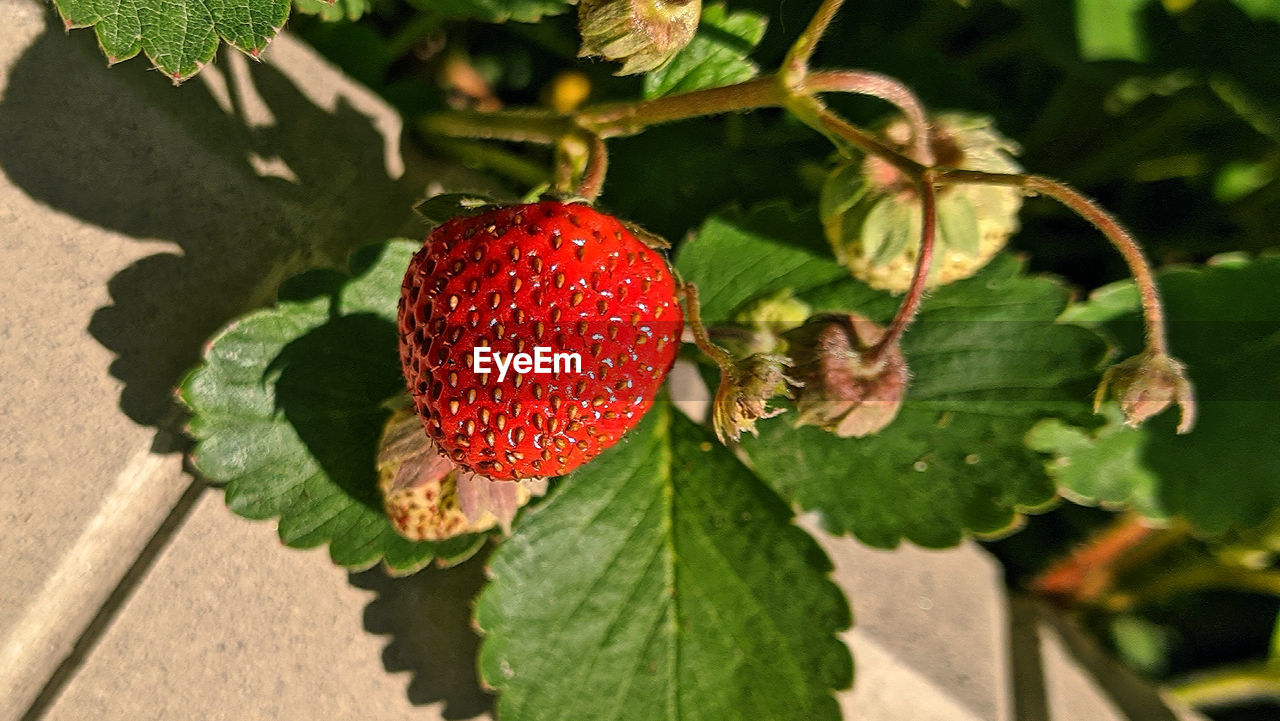 CLOSE-UP OF STRAWBERRIES