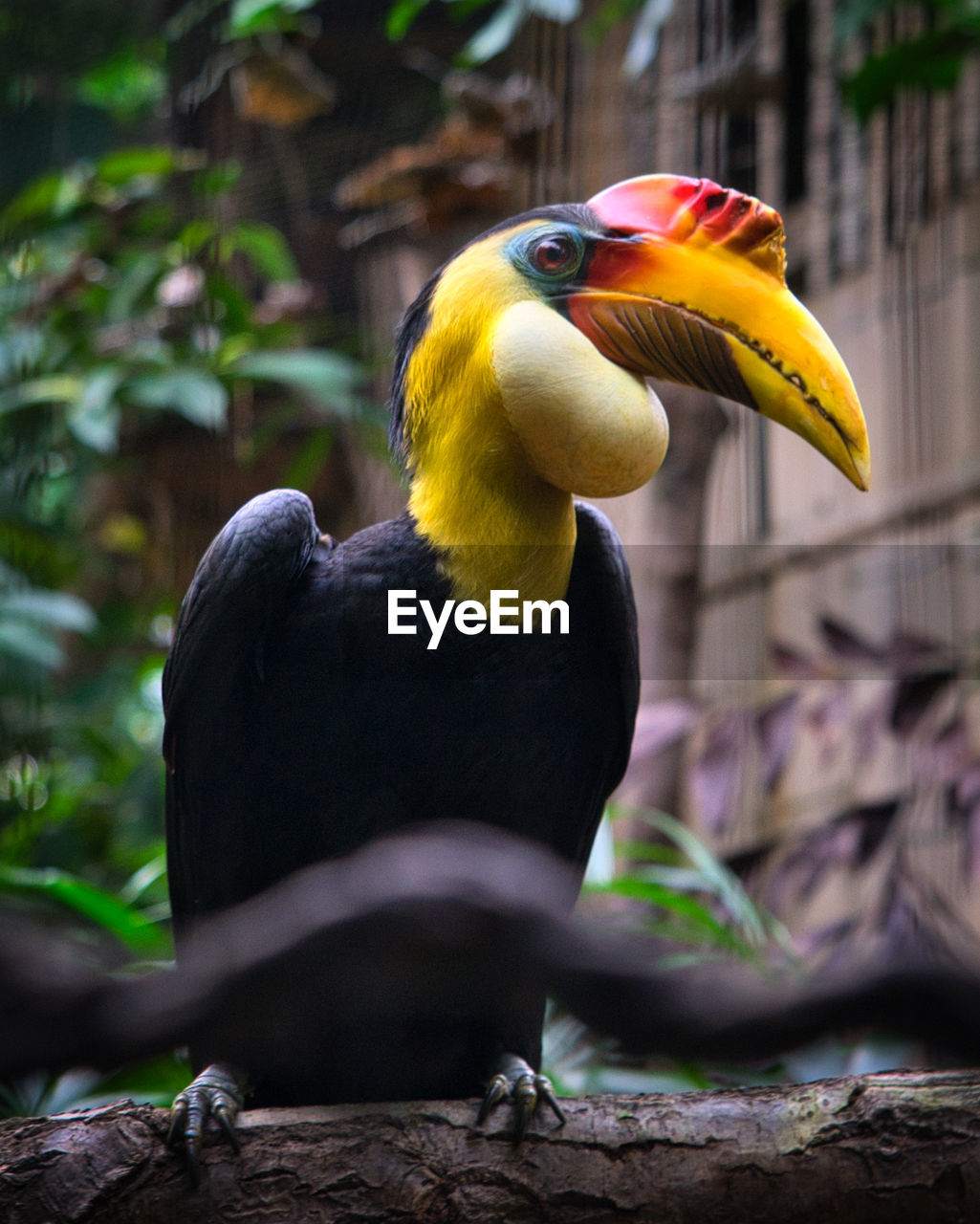 CLOSE-UP OF BIRD PERCHING ON BRANCH