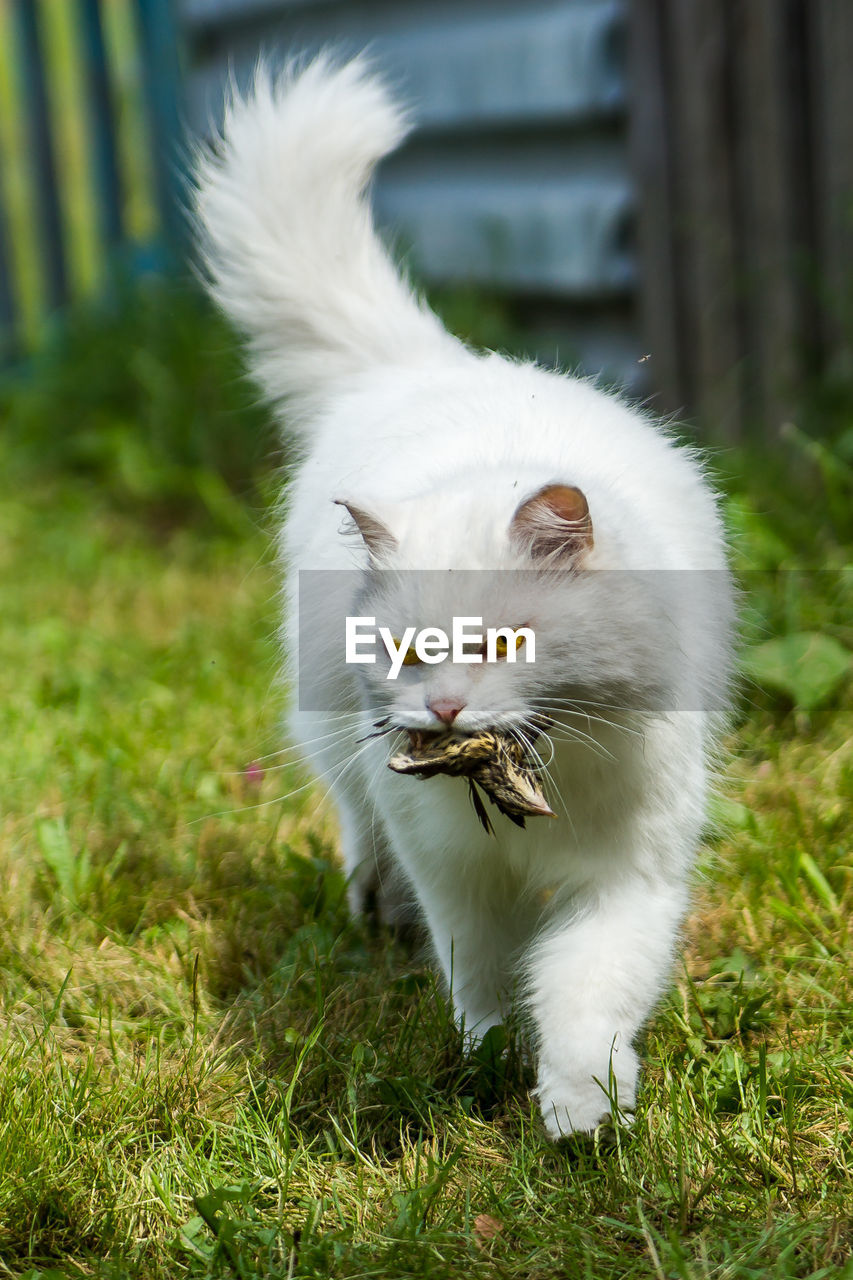 WHITE CAT LOOKING AWAY