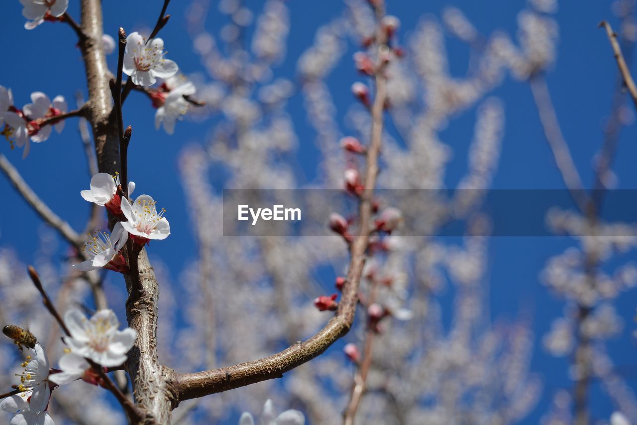 LOW ANGLE VIEW OF FLOWERS ON TREE BRANCH