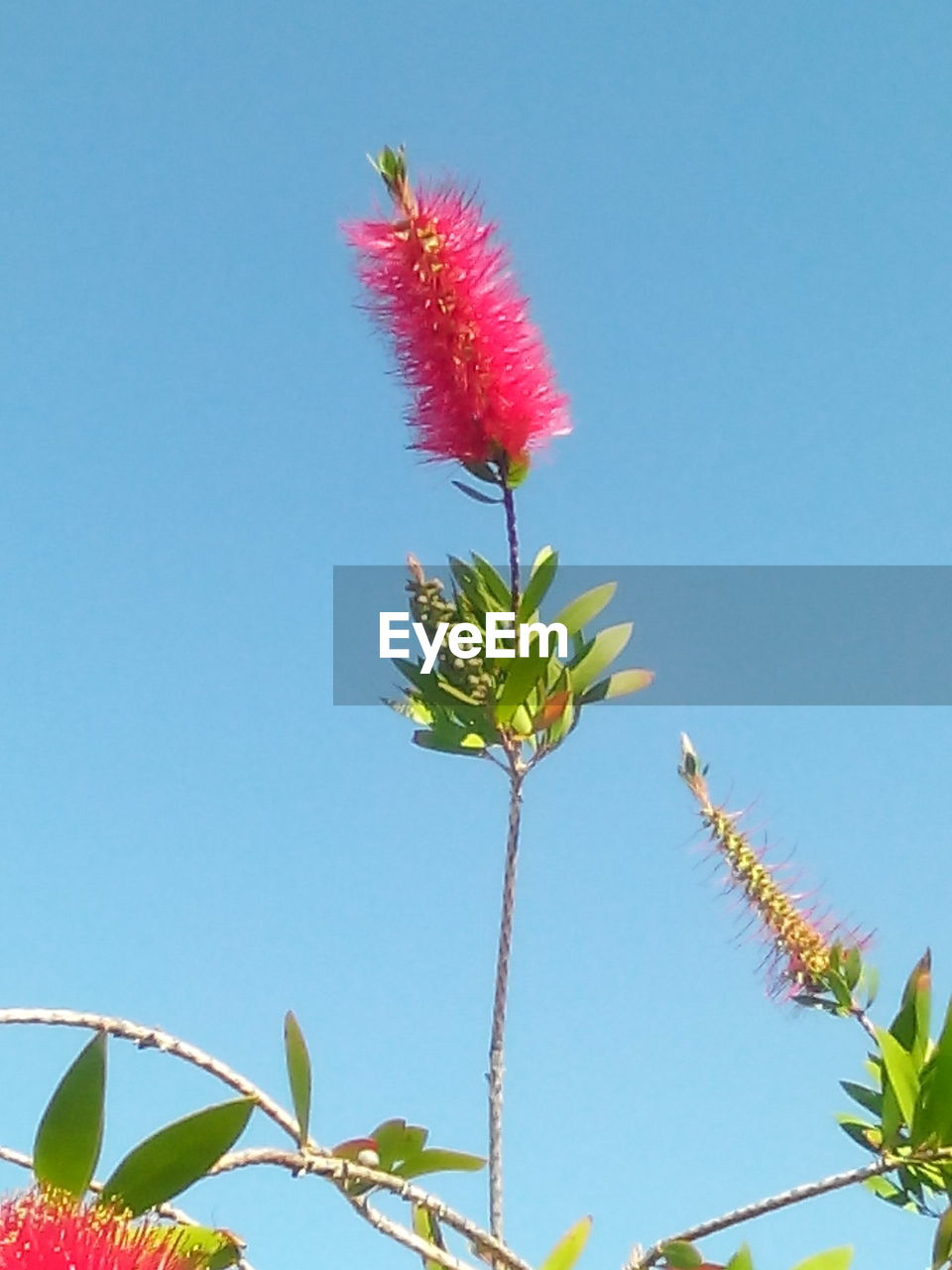 LOW ANGLE VIEW OF FLOWERS AGAINST CLEAR SKY