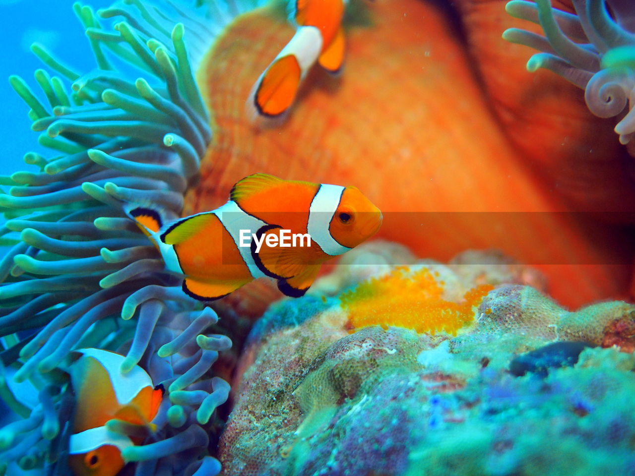 Clownfish near anemone at raja ampat