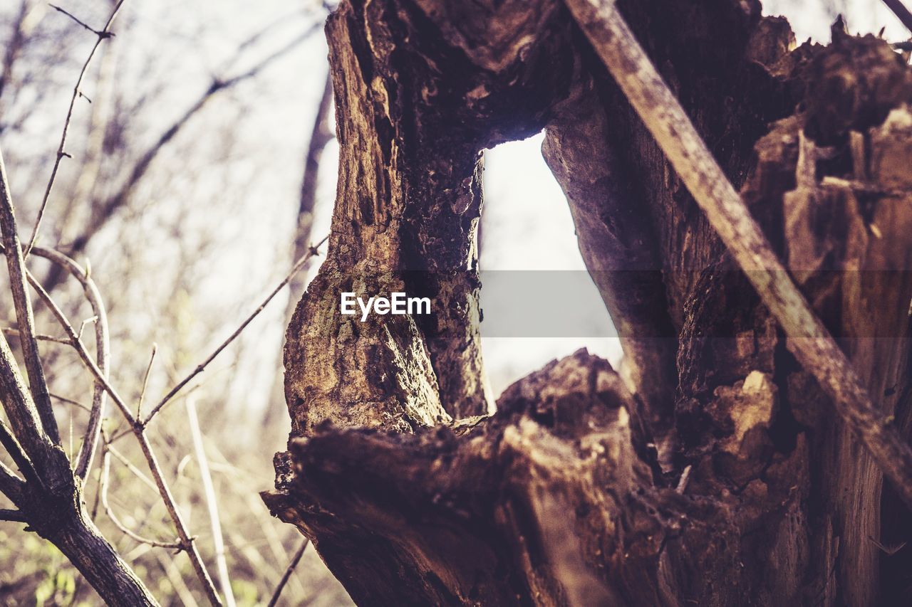 CLOSE-UP OF TREE TRUNK AGAINST PLANTS IN FOREST