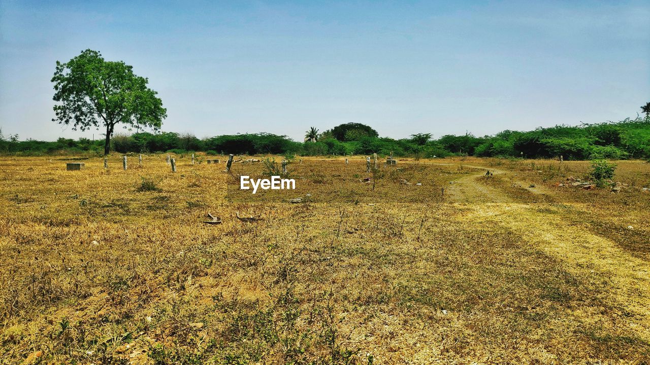 Scenic view of field against clear sky