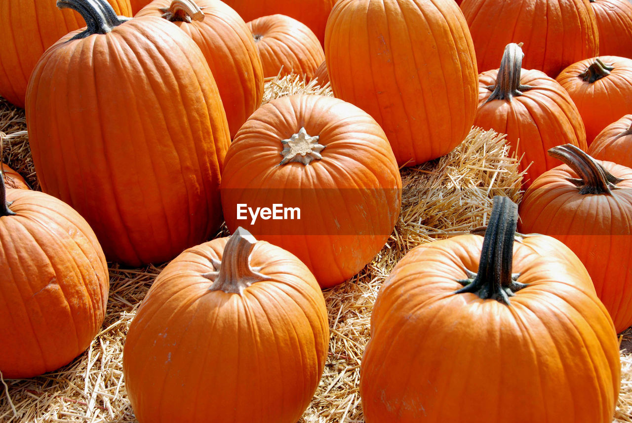 A large display of many pumpkins