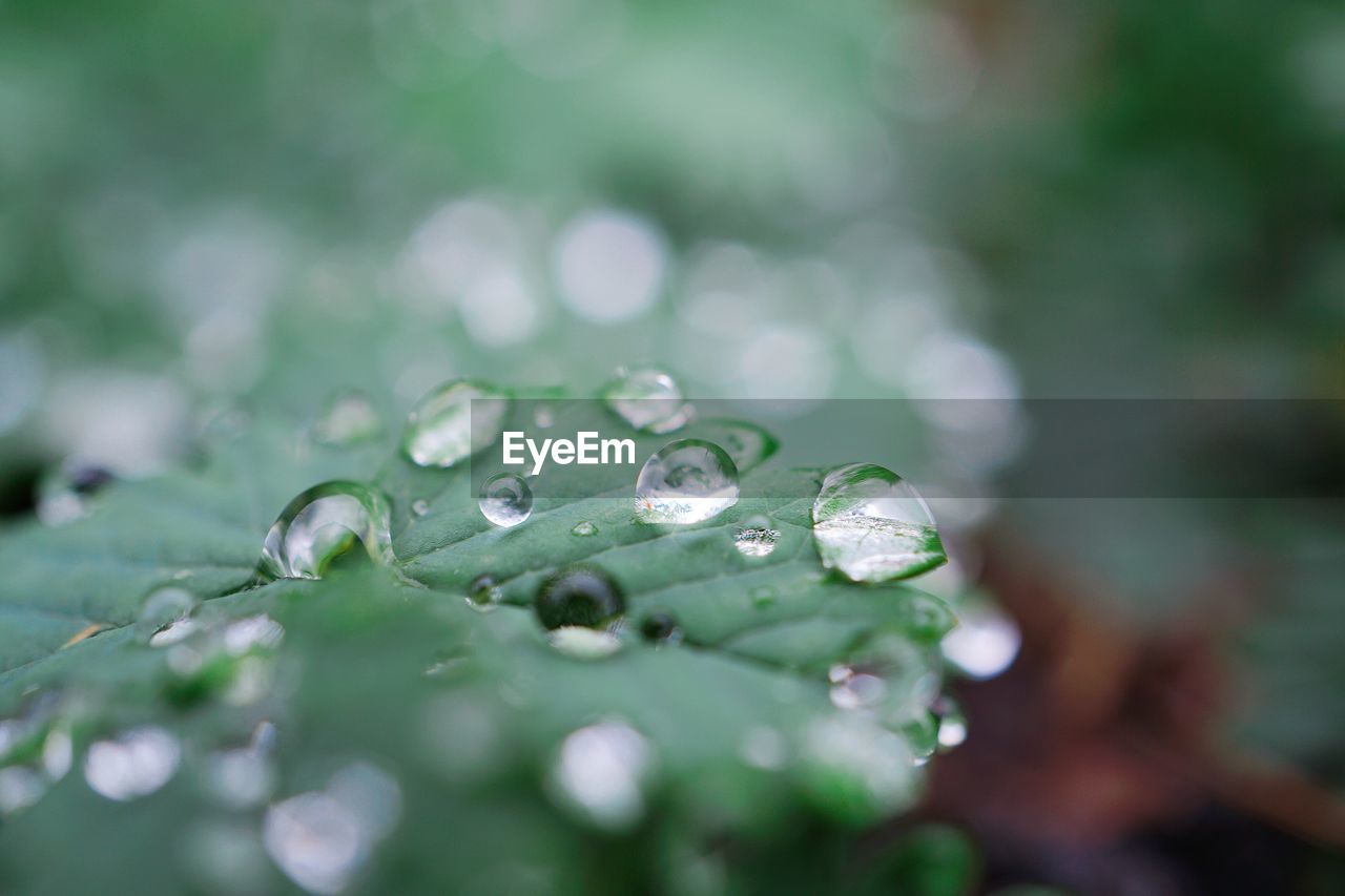 Close-up of water drops on green leaves