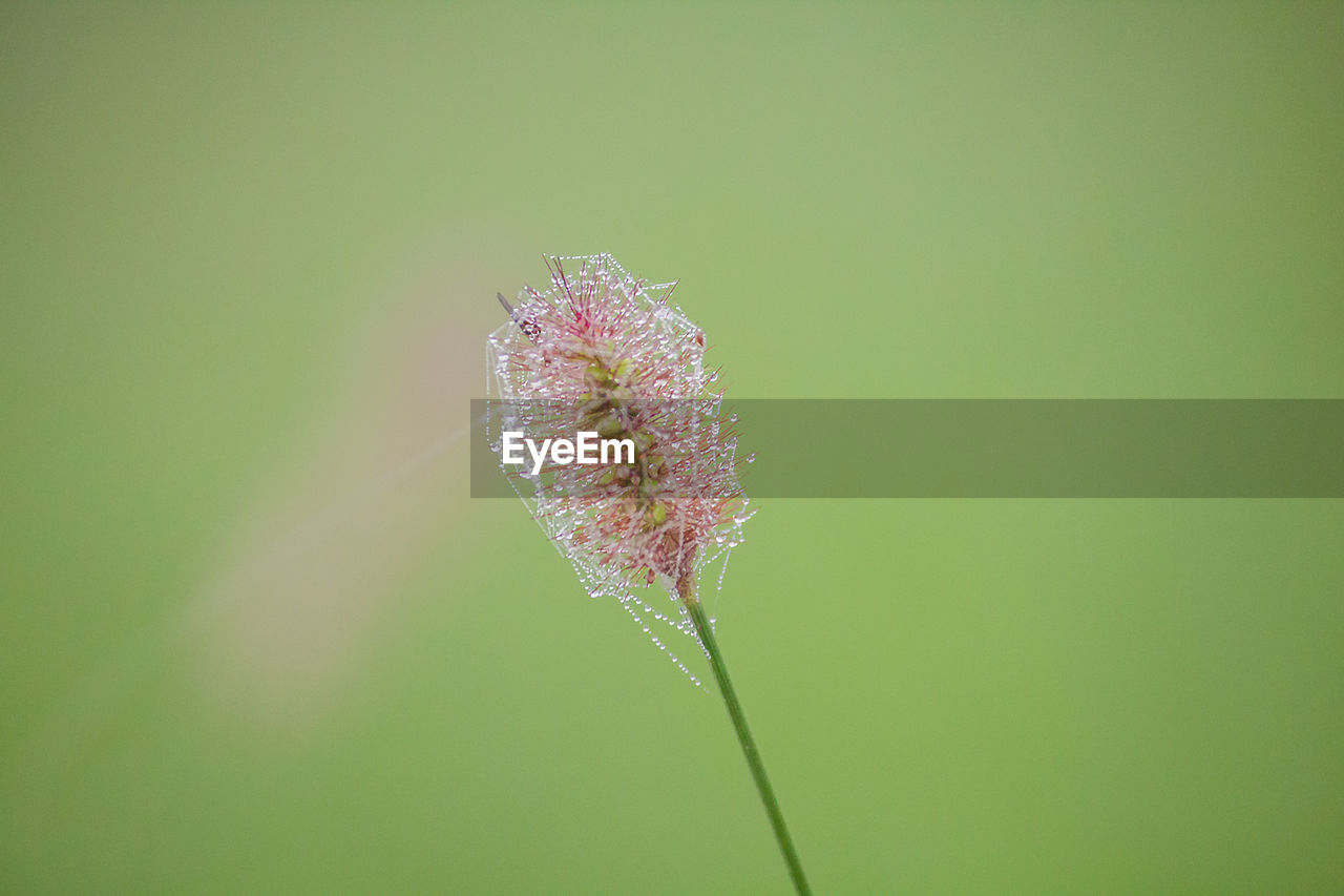 CLOSE-UP OF A FLOWER