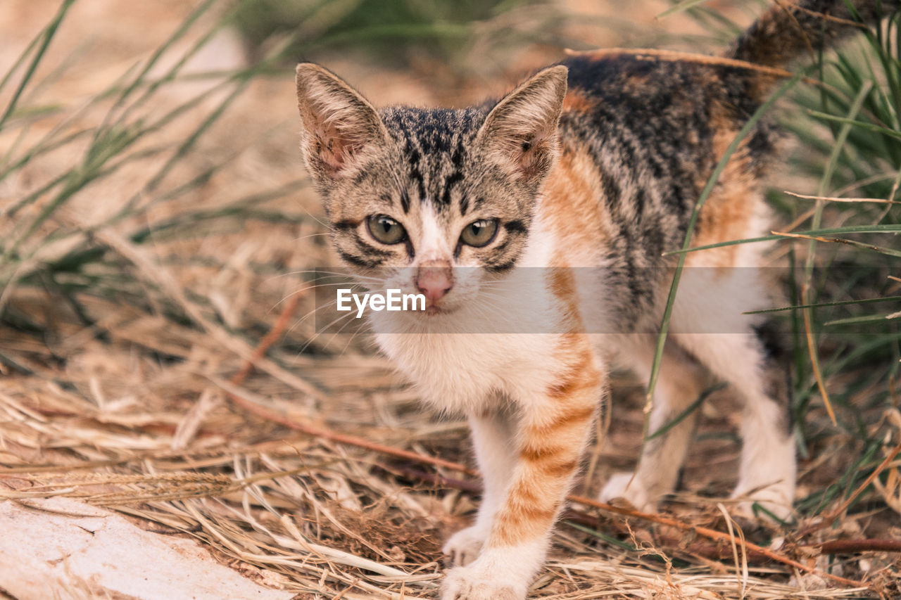 Portrait of kitten looking at camera