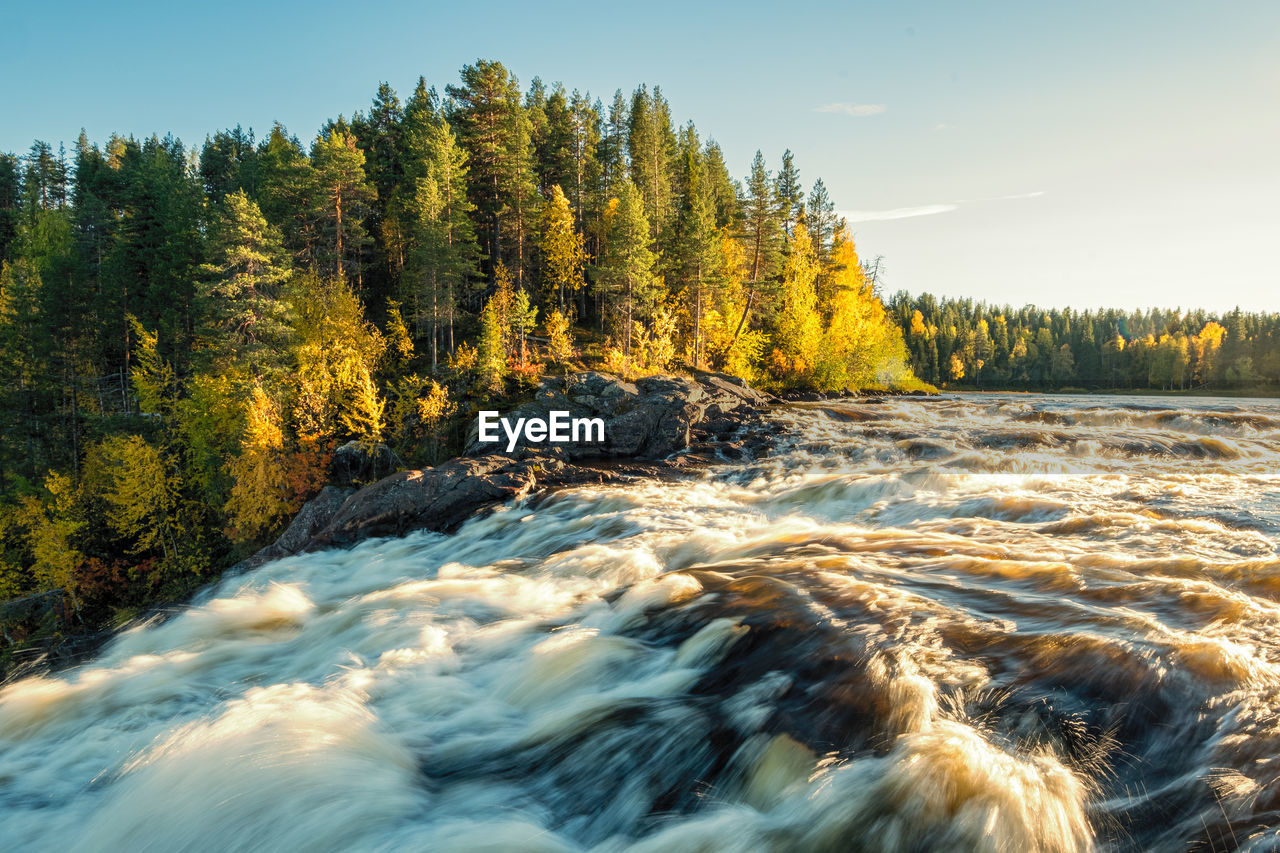 Scenic view of forest against sky