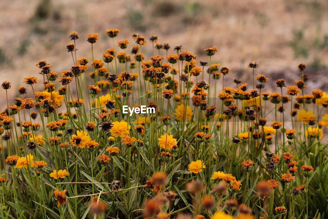 Close-up of yellow flowers