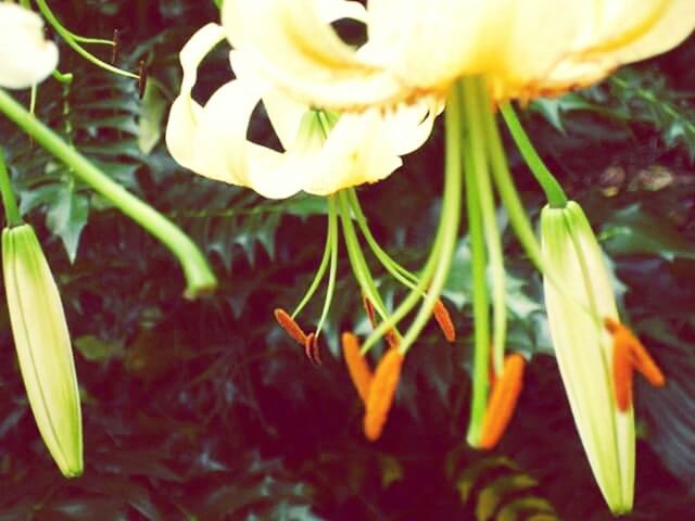 CLOSE-UP OF YELLOW FLOWERS BLOOMING