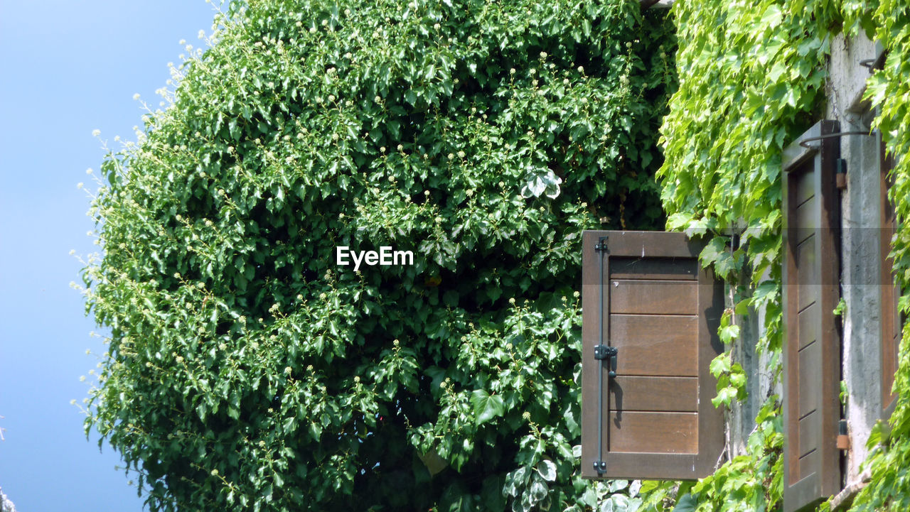 LOW ANGLE VIEW OF IVY GROWING ON BUILDING