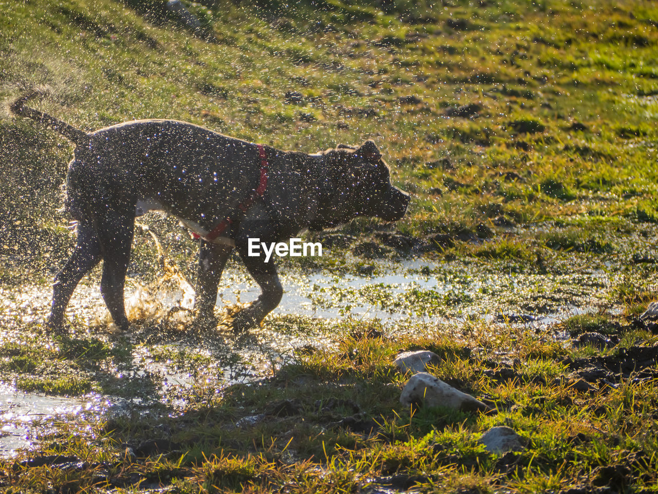 VIEW OF DOG ON LAND