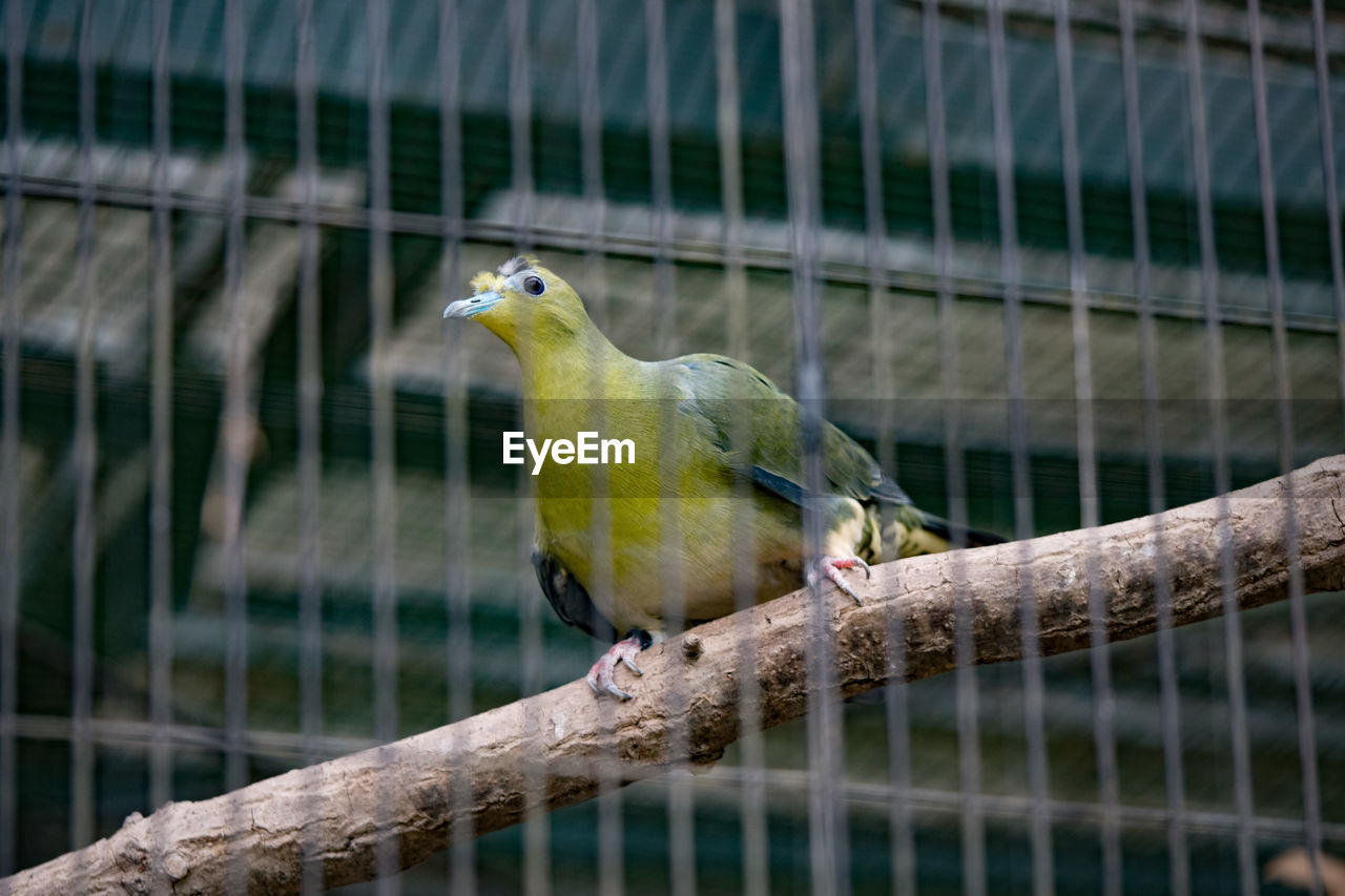 BIRD PERCHING ON WOOD