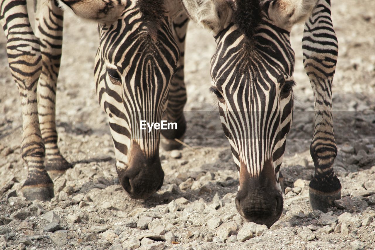 CLOSE-UP OF ZEBRAS STANDING OUTDOORS