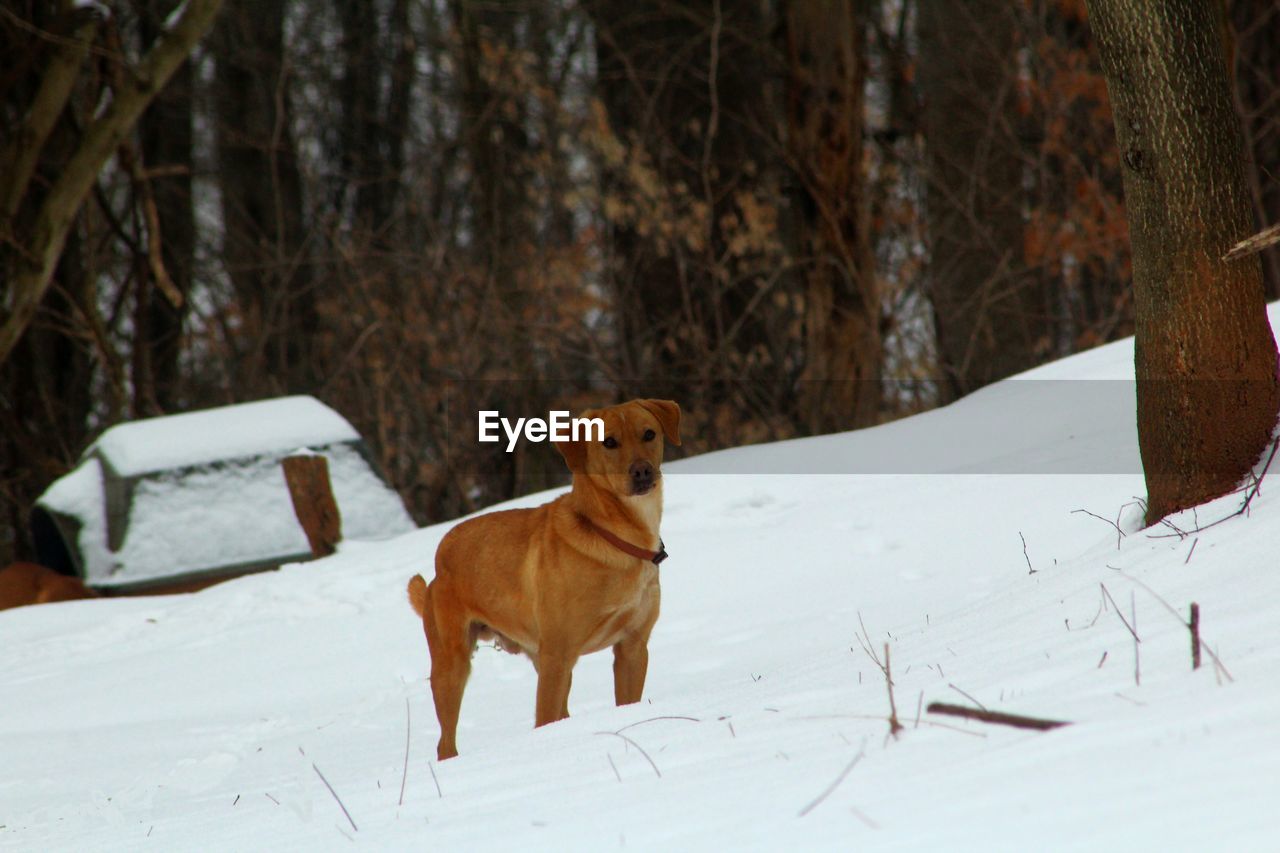 Portrait of brown dog on snowcapped mountain