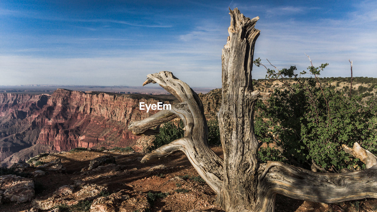 TREES ON LANDSCAPE