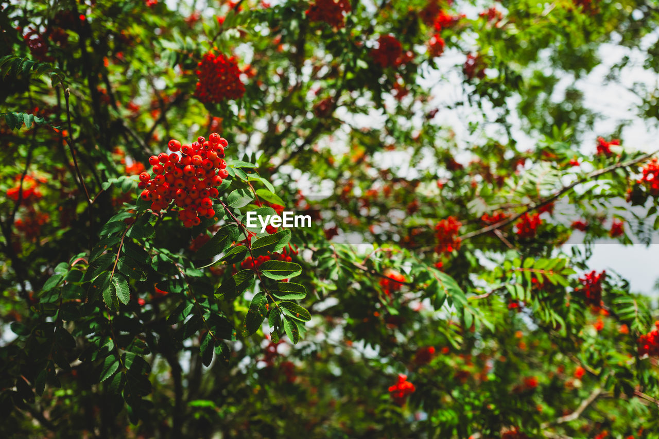 Close-up of rowan berries