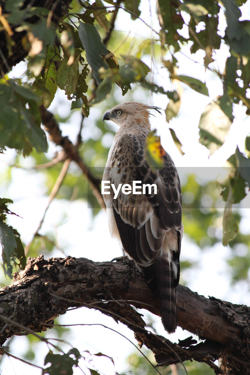 Eagle perching on tree trunk