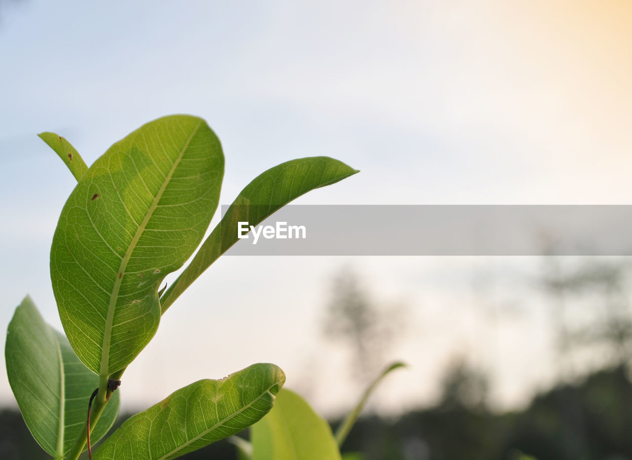 LOW ANGLE VIEW OF LEAVES ON PLANT