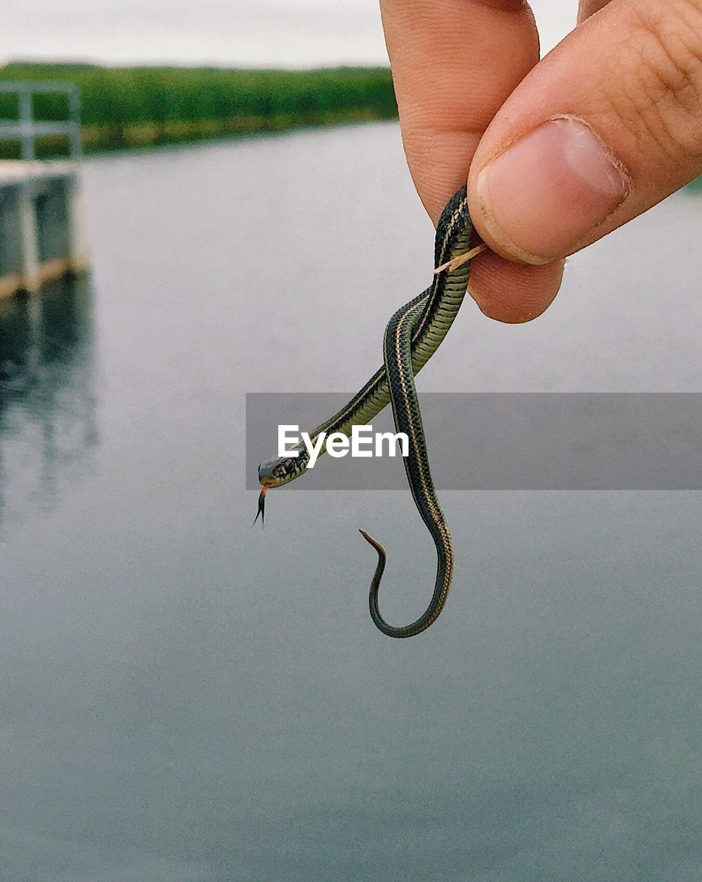 Cropped fingers of person holding snake