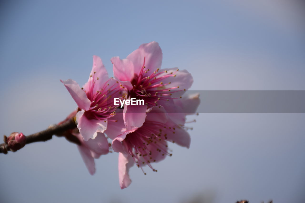 LOW ANGLE VIEW OF PINK FLOWERS