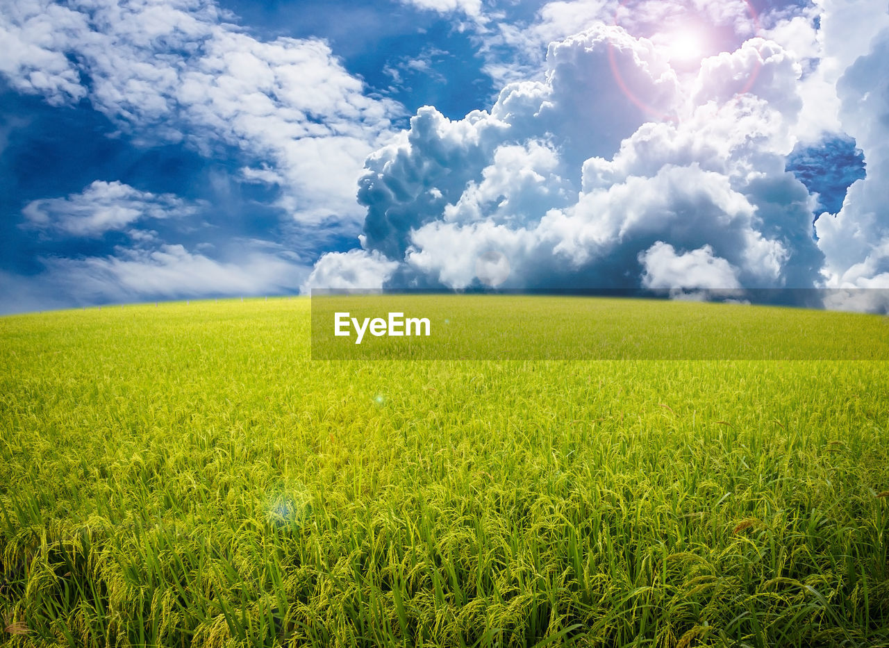 Scenic view of field against sky