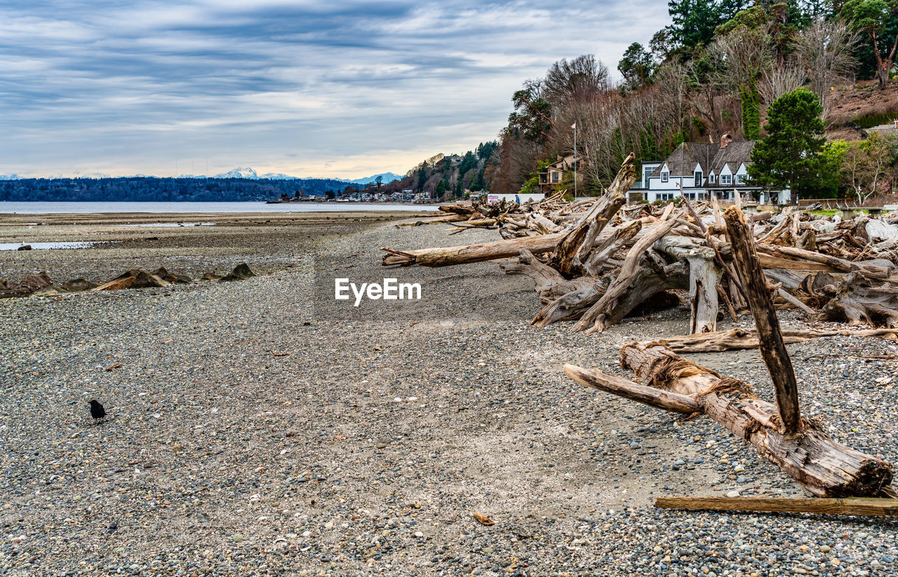 shore, sea, land, coast, nature, beach, water, sky, tree, driftwood, scenics - nature, cloud, environment, sand, no people, tranquility, rock, plant, landscape, beauty in nature, tranquil scene, day, wood, body of water, natural environment, outdoors, non-urban scene, travel destinations, coastline, ocean, travel, log, sunlight, timber