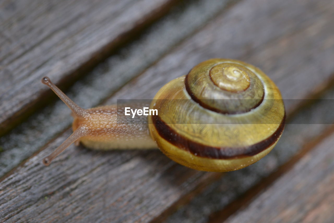 mollusk, gastropod, snail, snails and slugs, animal wildlife, animal, animal themes, shell, animal shell, one animal, wildlife, boredom, close-up, wood, spiral, animal body part, no people, animal antenna, crawling, slimy, macro photography, nature, brown, insect, day, outdoors