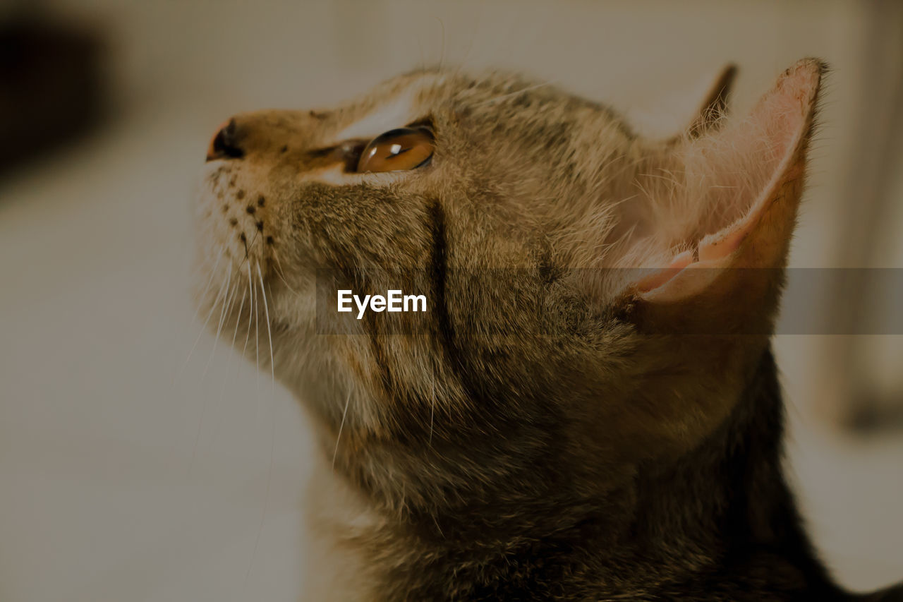 Close-up of a cat looking away