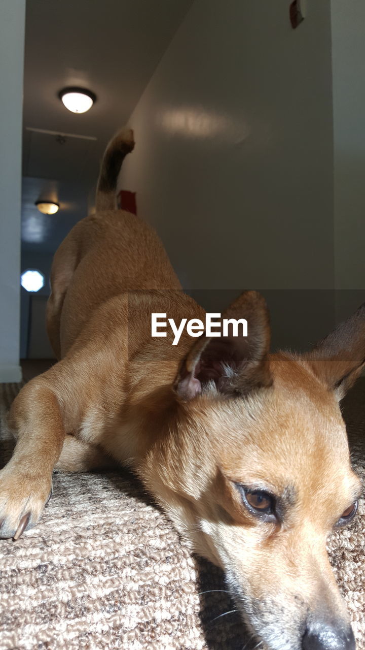 CLOSE-UP OF DOG IN BLANKET