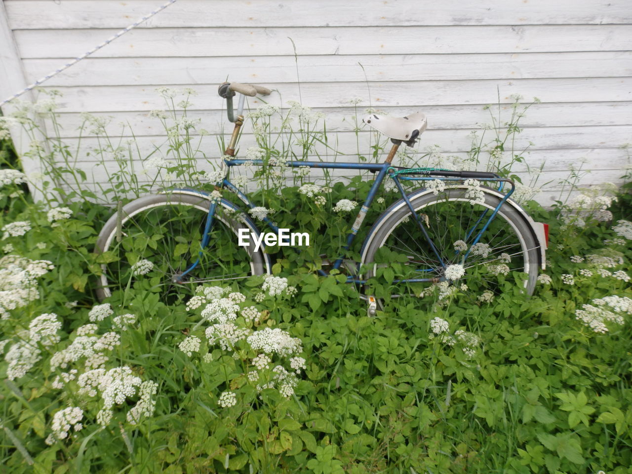 plant, bicycle, no people, growth, nature, transportation, day, land vehicle, flower, green, mode of transportation, flowering plant, architecture, vehicle, outdoors, wall - building feature, built structure, leaf, grass, plant part, beauty in nature