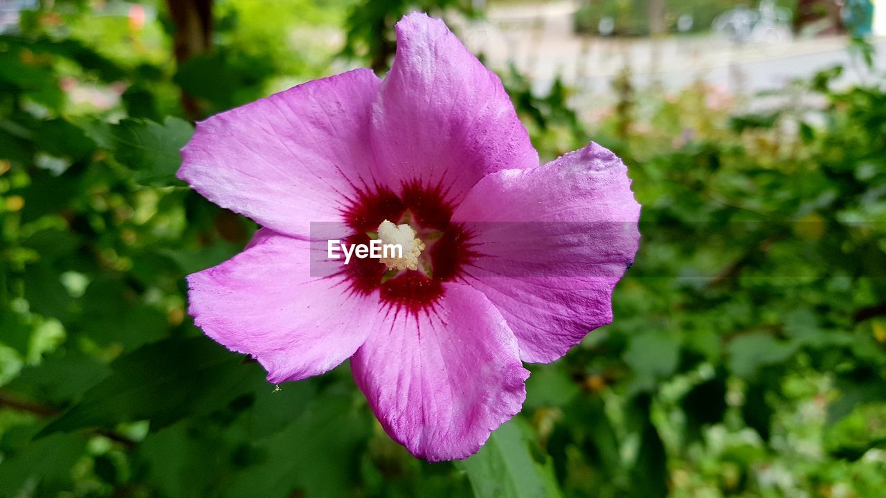 CLOSE-UP OF FRESH PURPLE FLOWER BLOOMING IN NATURE