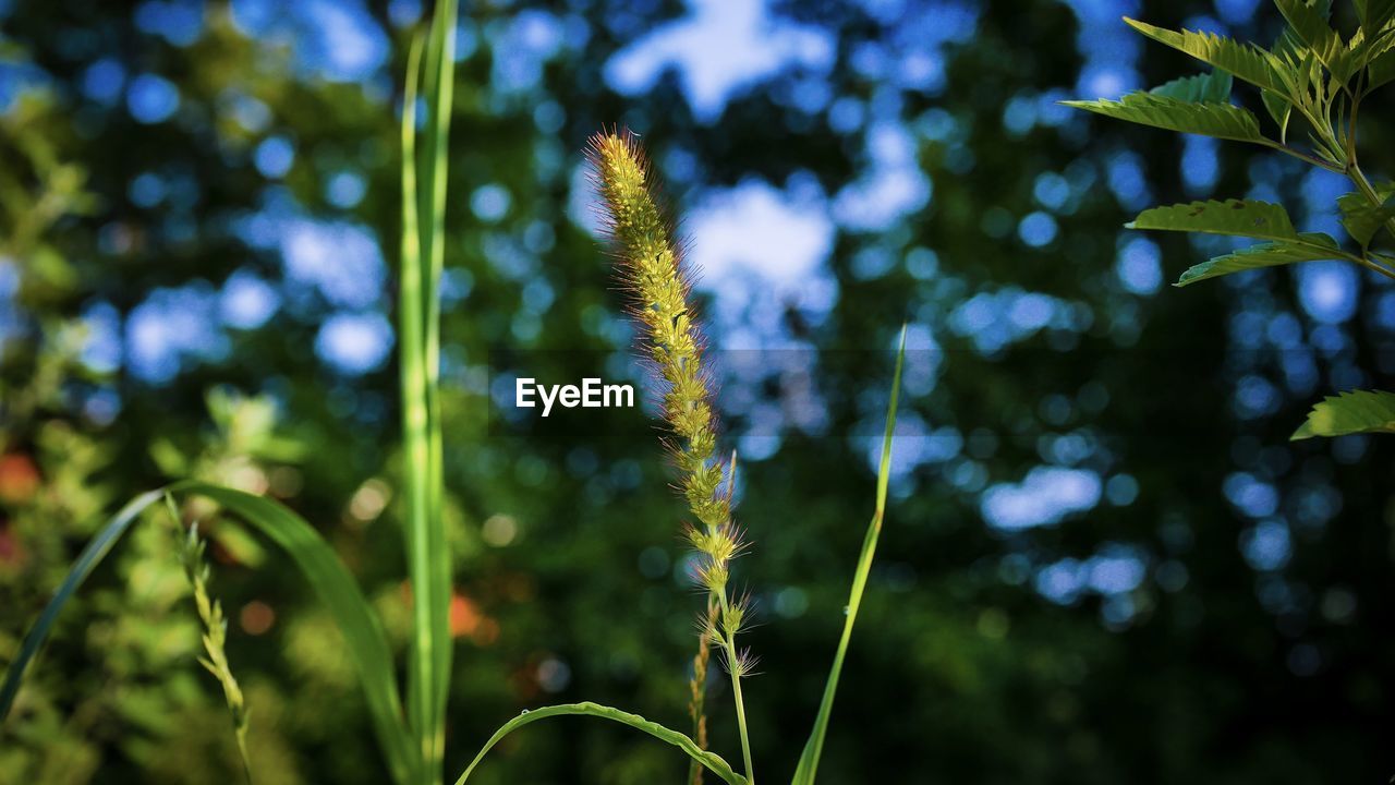 CLOSE-UP OF PLANT ON FIELD