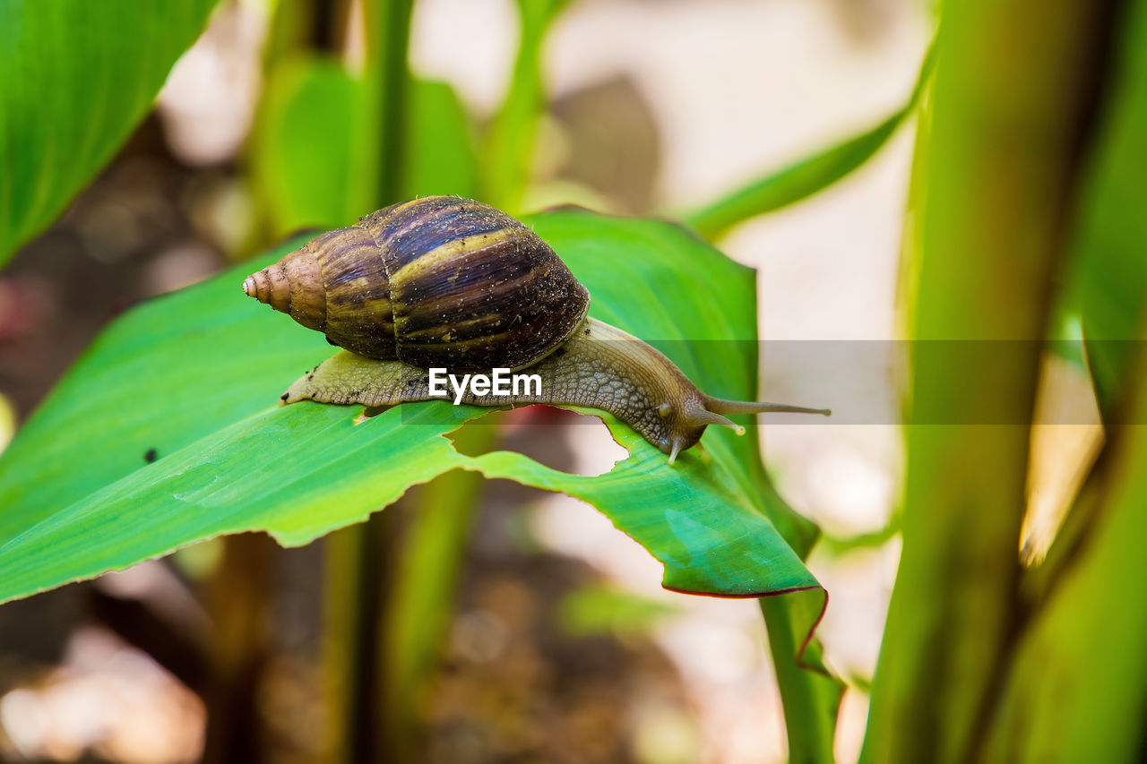 CLOSE-UP OF SNAIL ON GREEN LEAVES