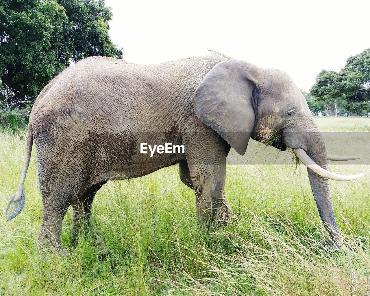 VIEW OF ELEPHANT ON FIELD