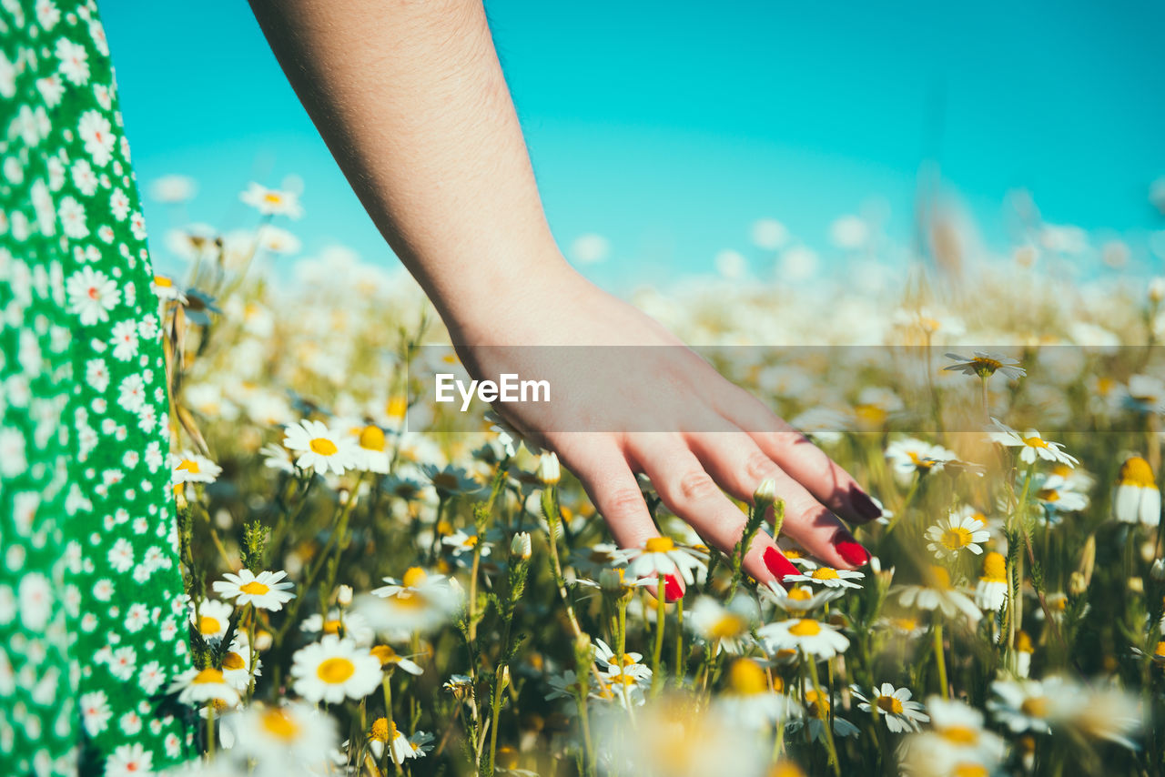 CLOSE-UP OF HAND HOLDING YELLOW FLOWERING PLANTS