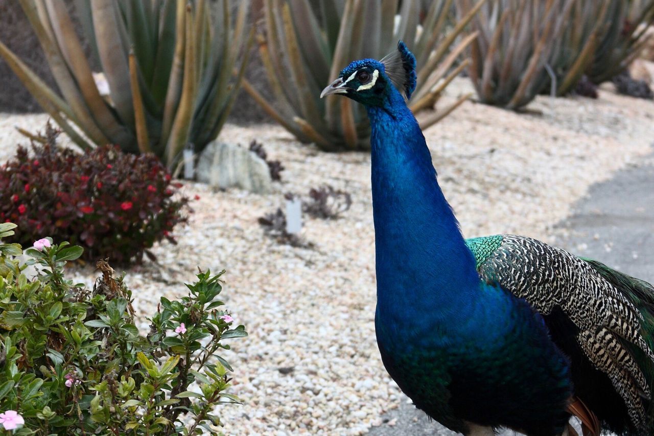 Close-up of peacock