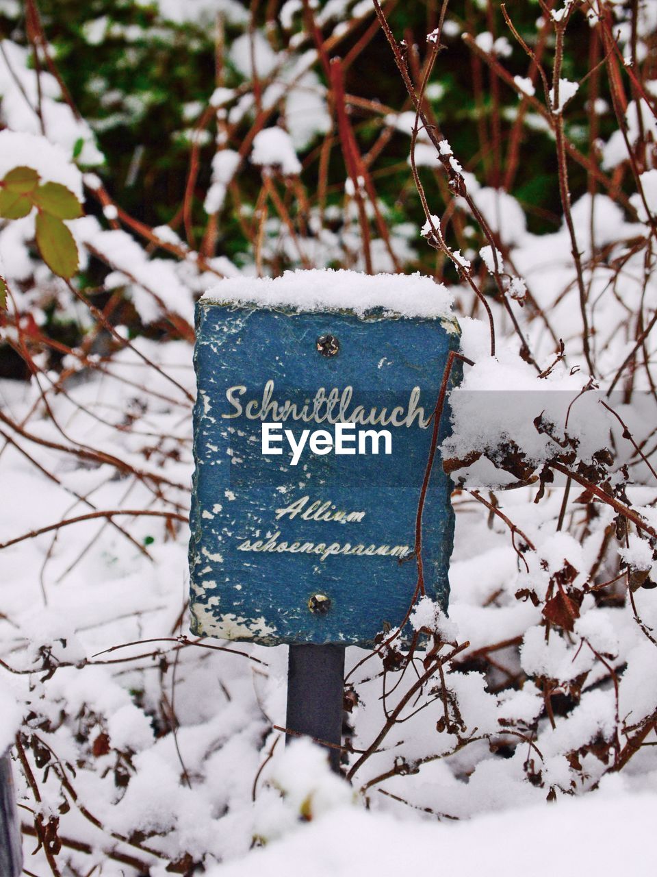 CLOSE-UP OF SNOW COVERED BRANCHES